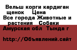 Вельш корги кардиган щенок  › Цена ­ 35 000 - Все города Животные и растения » Собаки   . Амурская обл.,Тында г.